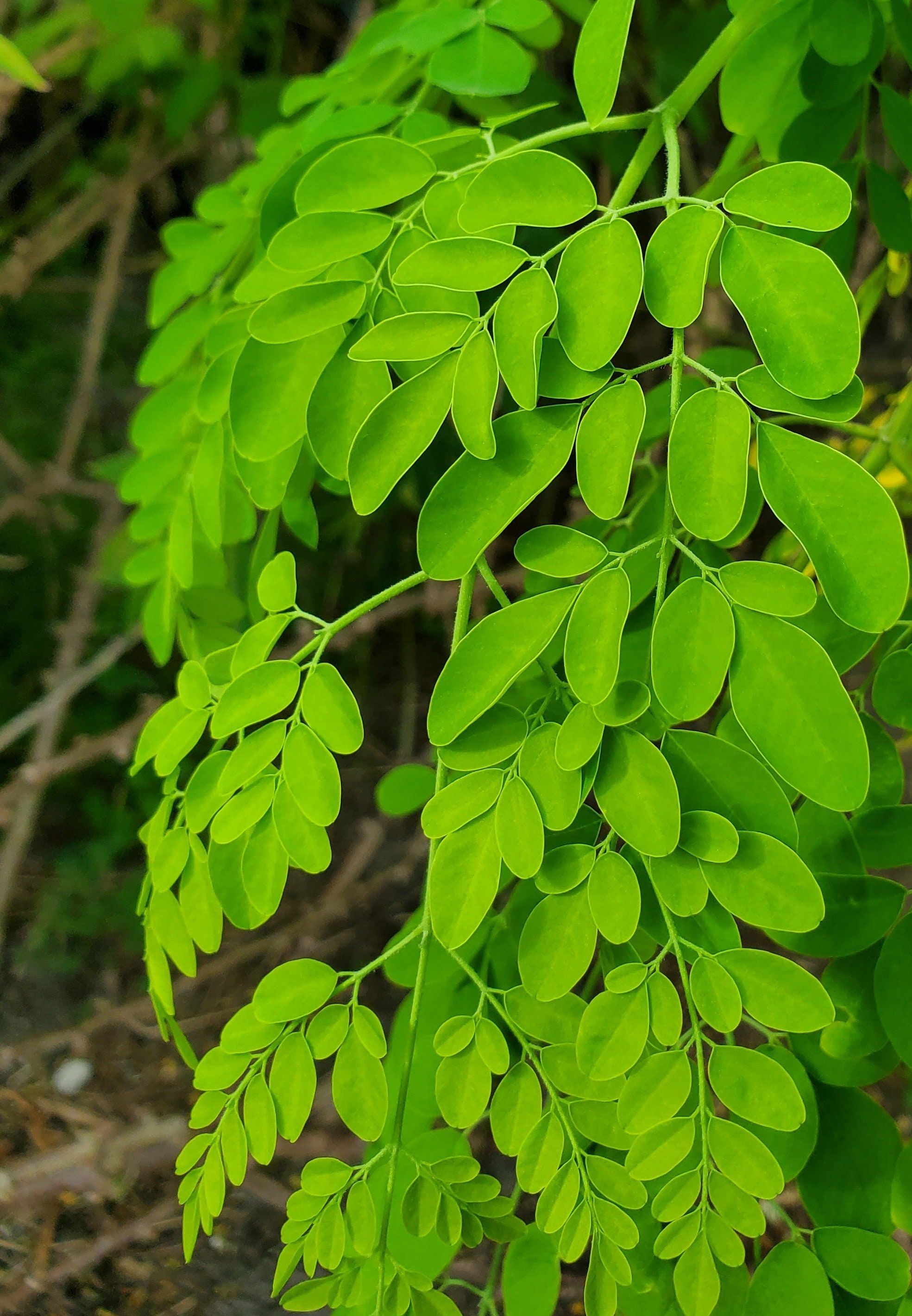 Fresh moringa leaves on tree - miracle superfood plant